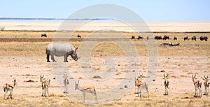 Landscape of White Rhino on open savannah with lots of sprinbok and Etosha Pan in the distance