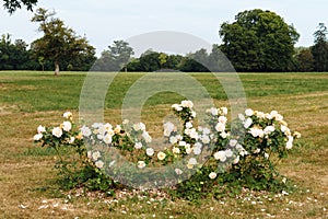 Landscape of white roses in an open field