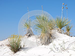 Landscape in White Sands National Park, New Mexico