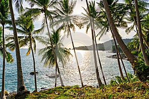 Landscape wide angle view coconut palm trees in sunset or sunrise sky over sea,Beautiful light nature seascape nature background