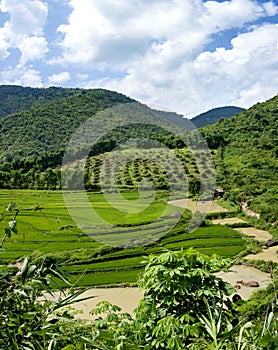 landscape wide green stair configuration fields for agriculture