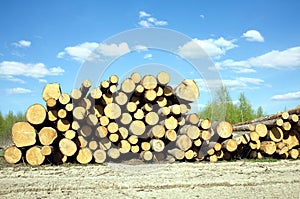 Landscape width stacked pine logs