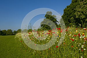 Landscape with wild flower meadow