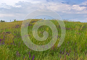 Landscape with wild flowering motley grasses on a hill against cloudy sky