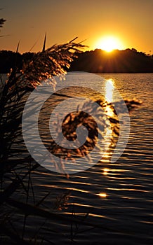 Landscape with wild grass and golden sunset over the lake.