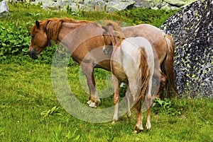 Landscape with wild horses in the mountain