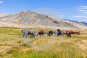 Landscape with wild horses near the mountain. Altai, Mongolia