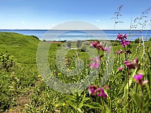 Landscape of wild and meadow flowers.