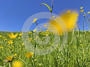 A landscape of wild and meadow flowers.
