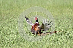 Landscape with wild pheasant ukraine 2017