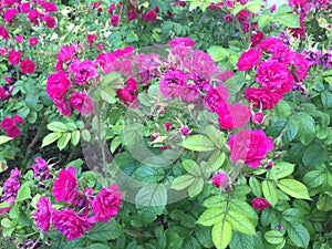 Landscape of Wild Pink Roses - Paris, France