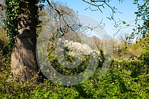 A landscape of a wild Spring meadow with big tree