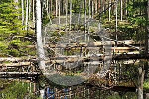 Landscape of wild swamp forest