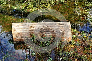 Landscape of wild swamp forest