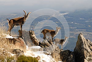 Landscape and wildlife Gredos photo