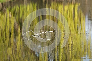 Willow tree reflected in the water of a lake in spring.