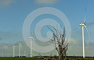 A landscape of wind turbines in a green field