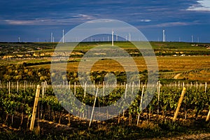 Landscape with wind turbines. Green vineyard field. Location: Romania