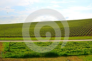 Landscape and wine cellar in the vineyards of Recas, Banat.