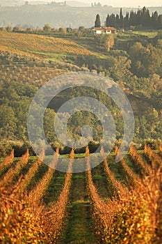 Landscape wineyard at sunset