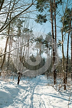 Path in the winter forest. winter landscape. Trees covered with snow.