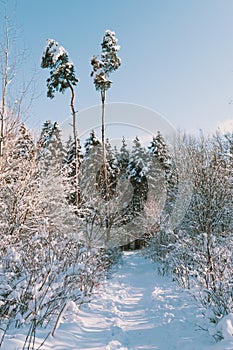 Path in the winter forest. Trees covered with snow.