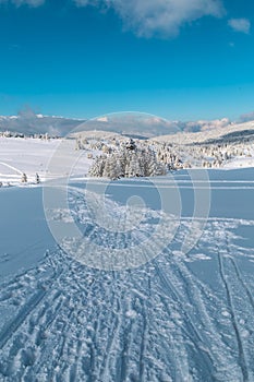 Landscape with winter forest and bright sunbeams.