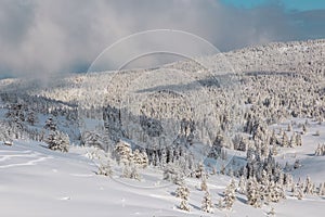 Landscape with winter forest and bright sunbeams.