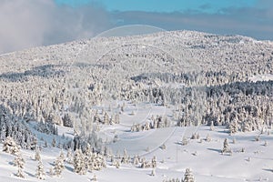 Landscape with winter forest and bright sunbeams.