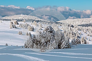 Landscape with winter forest and bright sunbeams.