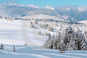 Landscape with winter forest and bright sunbeams.