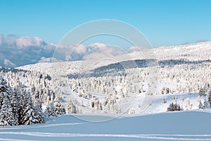 Landscape with winter forest and bright sunbeams.