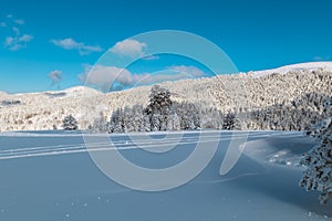 Landscape with winter forest and bright sunbeams.