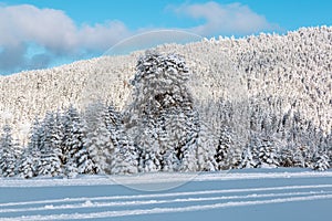 Landscape with winter forest and bright sunbeams.