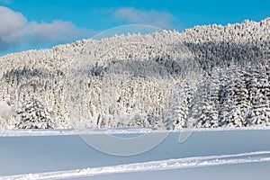 Landscape with winter forest and bright sunbeams.