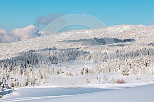 Landscape with winter forest and bright sunbeams.
