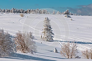 Landscape with winter forest and bright sunbeams.