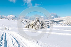 Landscape with winter forest and bright sunbeams.