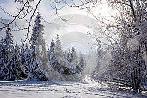 Landscape of winter forest covered with fresh heavy snow, Hala Slowianka peak, Beskid Mountains, Wegierska Gorka, Poland