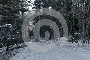 Landscape with winter forest and gleam sunbeams in snowy Vitosha mountain