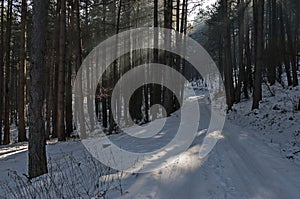 Landscape with winter forest and gleam sunbeams in snowy Vitosha mountain