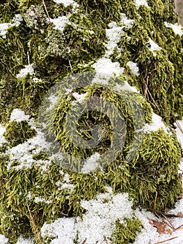 landscape in a winter forest, green moss on a tree