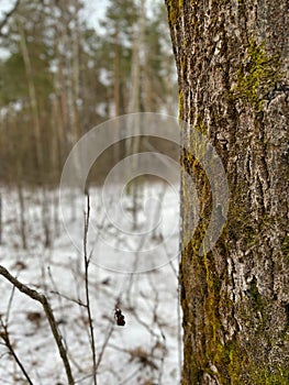 landscape in a winter forest - pine tree with moss