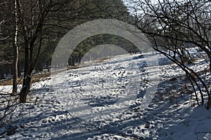 Landscape with winter forest and road in snowy Vitosha mountain