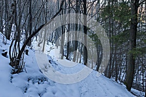 Landscape with winter forest and road in snowy Vitosha mountain