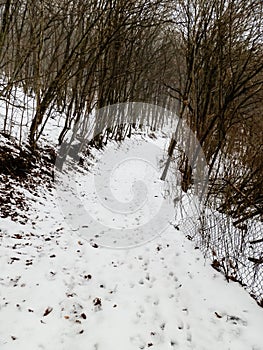 Landscape of winter forest in Slovakia