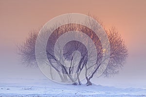 Landscape of winter nature at sunset in a foggy evening. Red disk of the sun behind a tree in a frosty evening