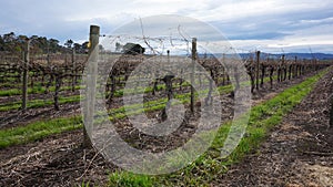 Landscape with winter vineyard