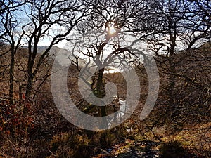 Landscape of winter woods and river, Aira Force, lake district