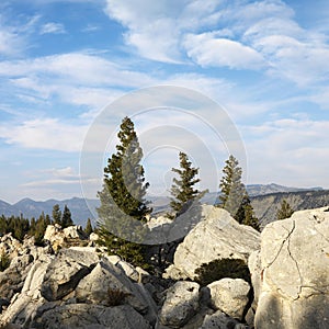 Landscape wit evergreen trees